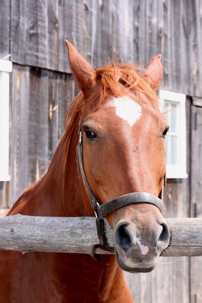 horse-farm