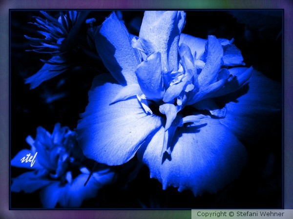 Hibiscus in blue