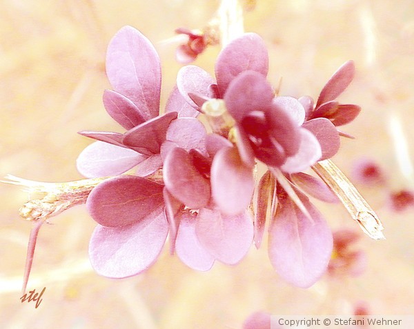 charm of spring