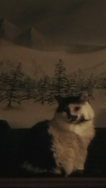 Pretty Kitty!