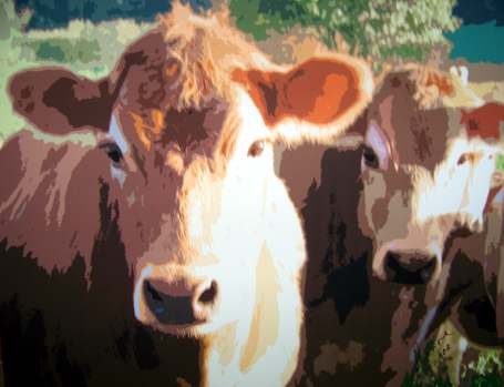 Cows