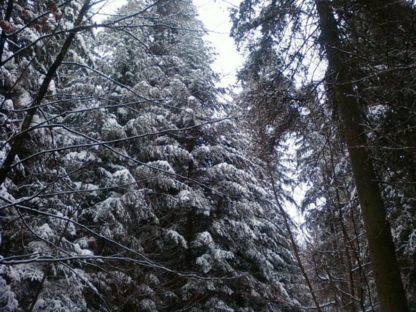winter photo