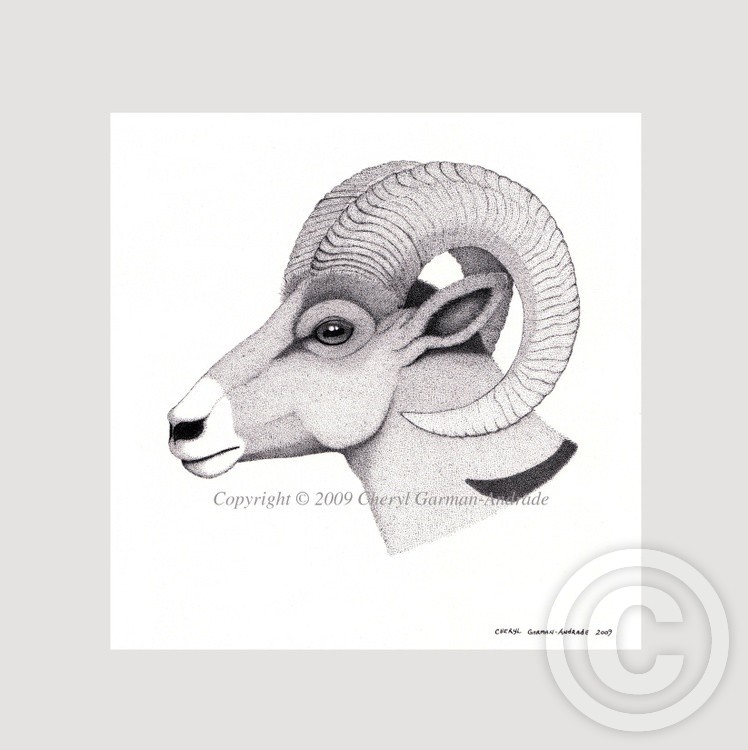 Bighorn Ram Pen and Ink Stippling