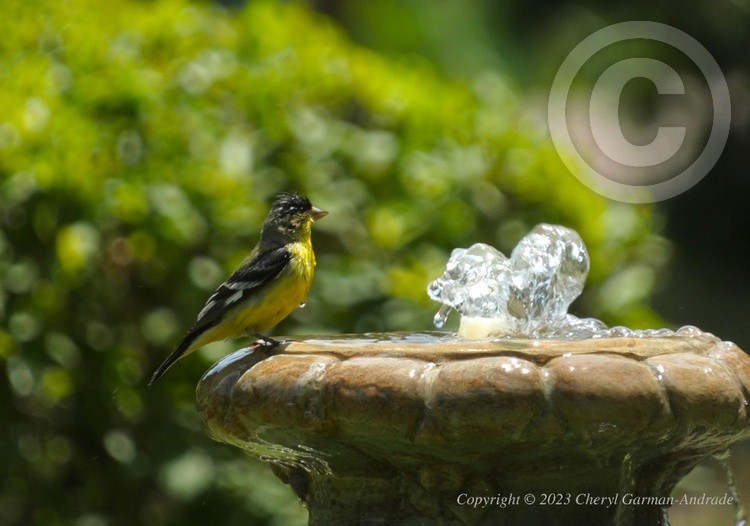 Goldfinch Fountain