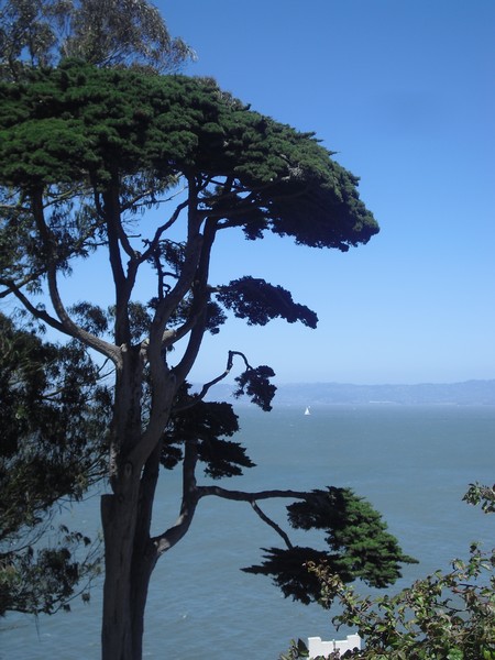 Alca-Tree