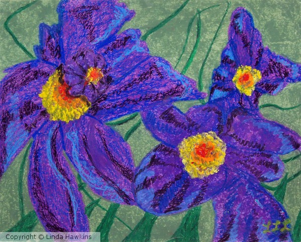 Purple Iris