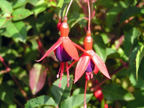 Fuschia