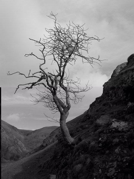 Dovedale Tree