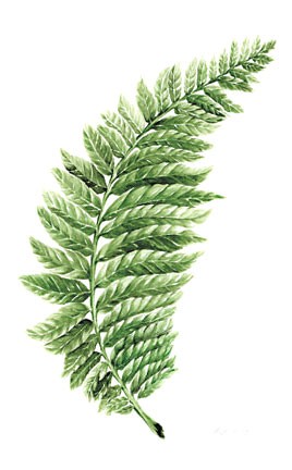 Fern leaf