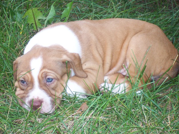 wrinkels