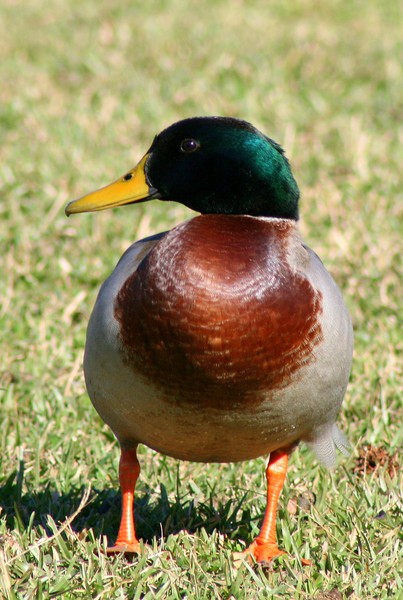 Sitting Duck