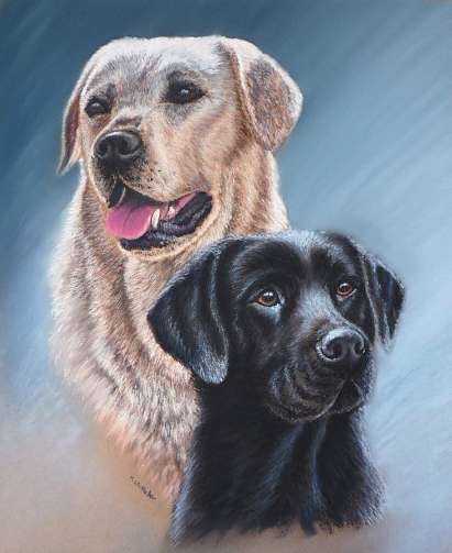Labrador Retreivers