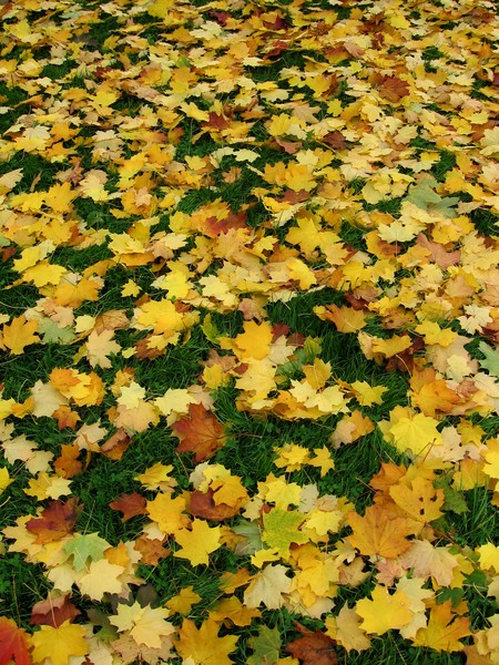 autumn1