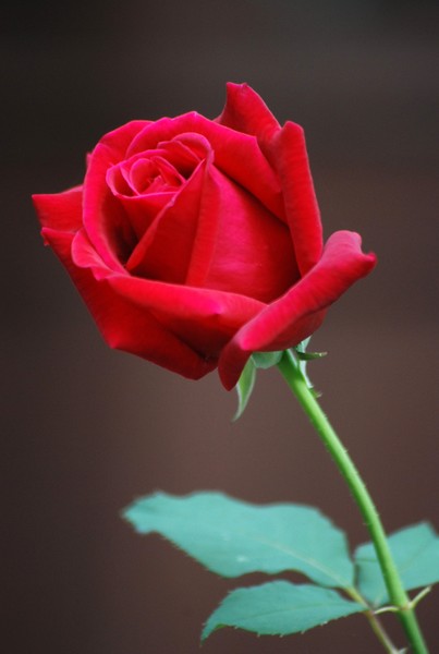 rose