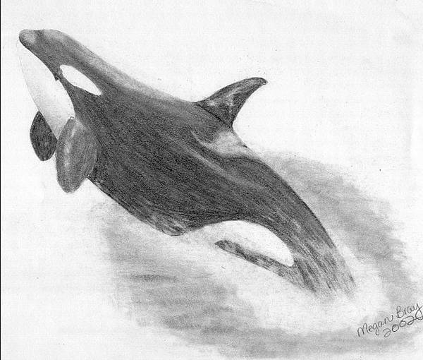 Whale