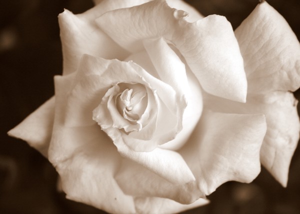 White Rose in Sepia