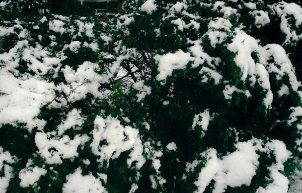 Hoodoo Gurus Snow