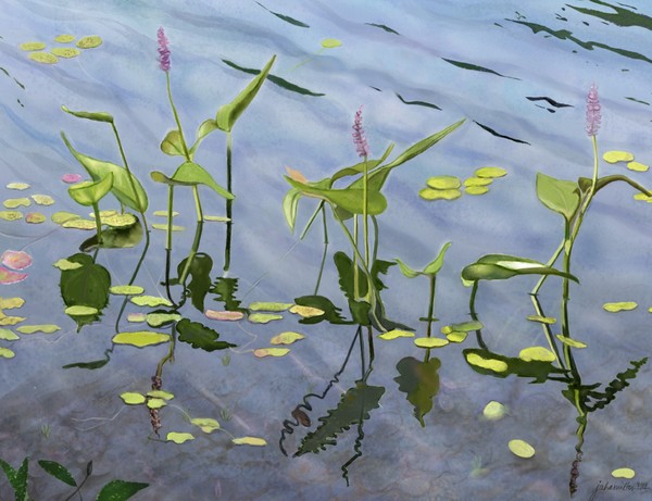 Pickerel Weed