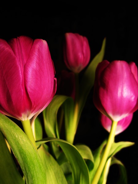 Tulip