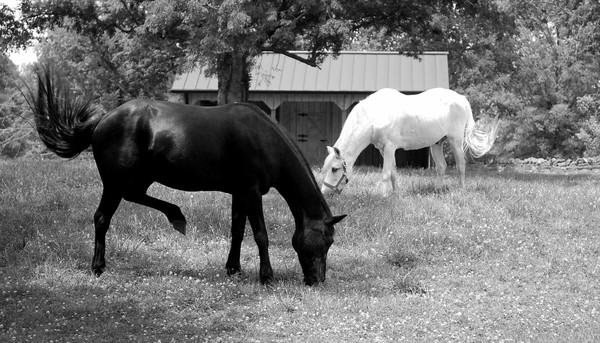 Grazing
