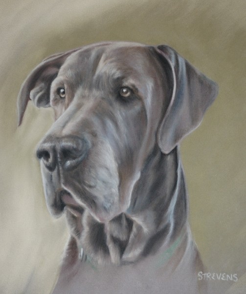 Pastel on Velour, Dane