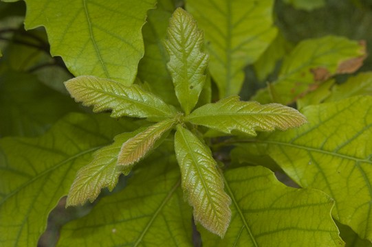 Young oak leaves