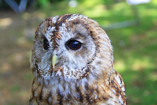 Tawny Owl (x2)