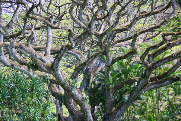 Crazy Tree