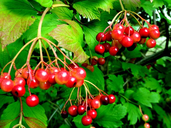 Berrry Red