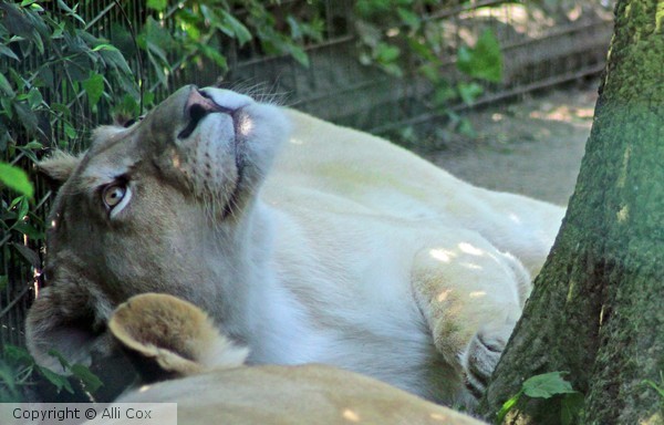 Lioness