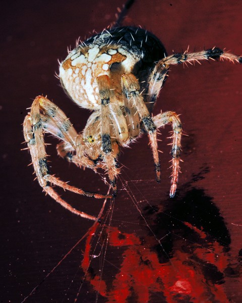 Tangled Web