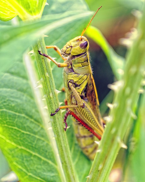 GrassHopper