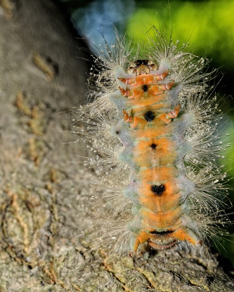 Now you can see the Caterpillar