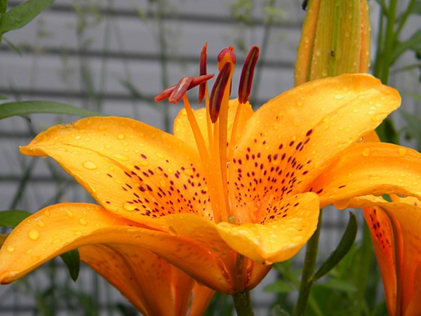 Orange Tiger Lilly