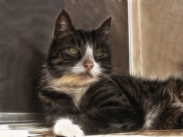 cats eyes