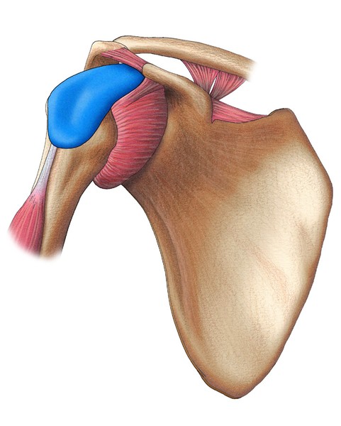 SHOULDER JOINT