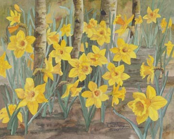 Daffodils