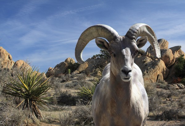 A Desert Big Horn Ram