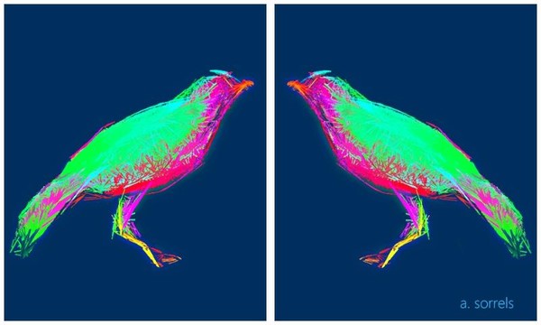 bird