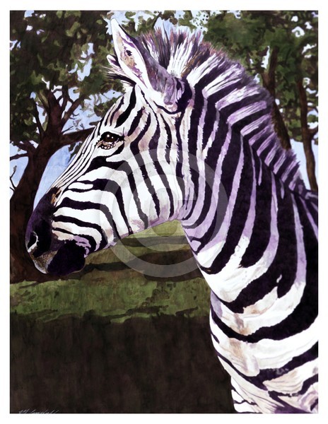 Zebra