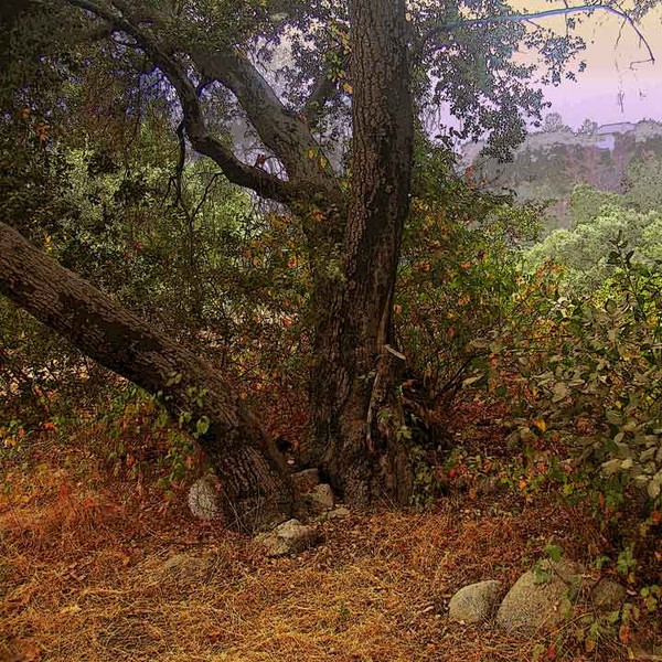 OAK