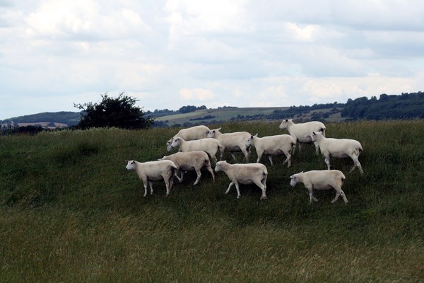 Flock of Sheep