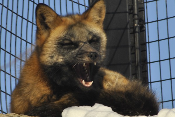 Fox