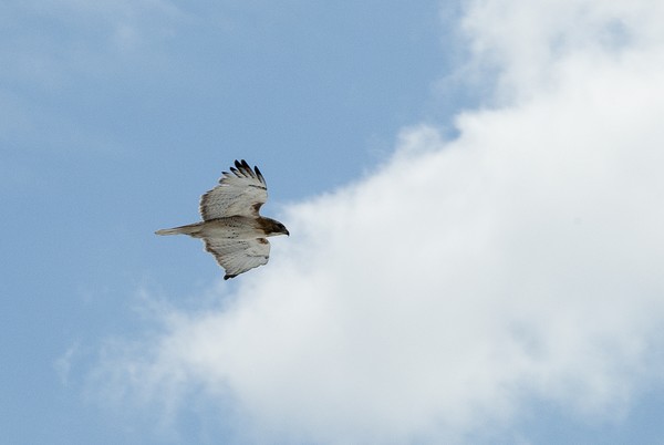 Fly Over