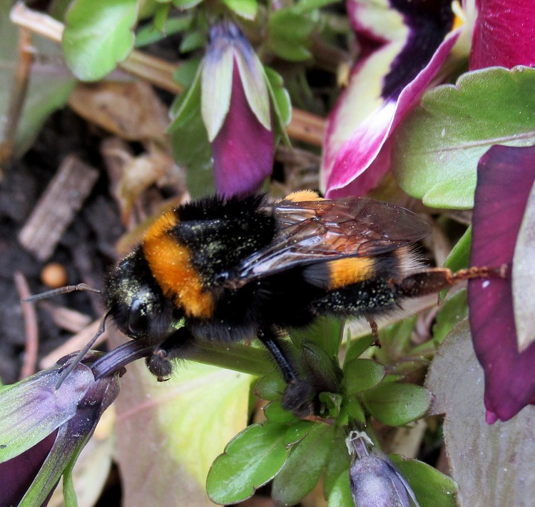 BUMBLE BEE