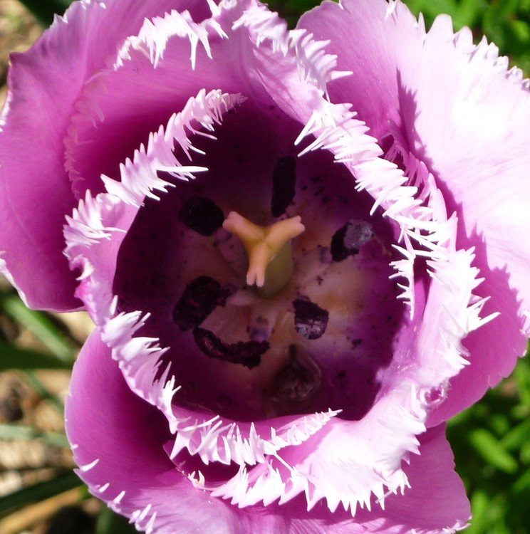 TULIP'S CORE