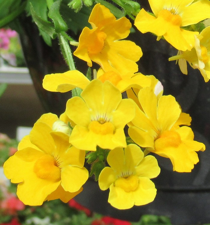 SUNNY BEAUTIES