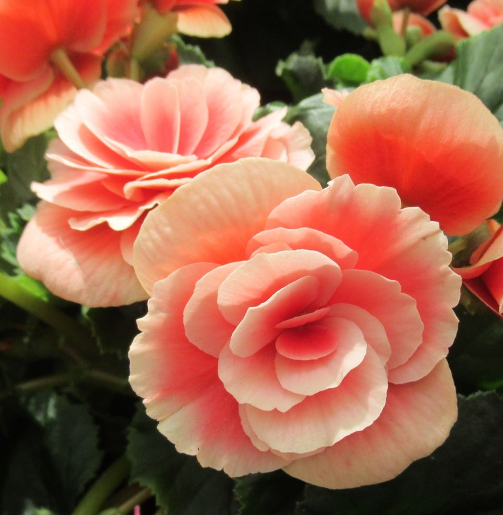 PEACH BEGONIA