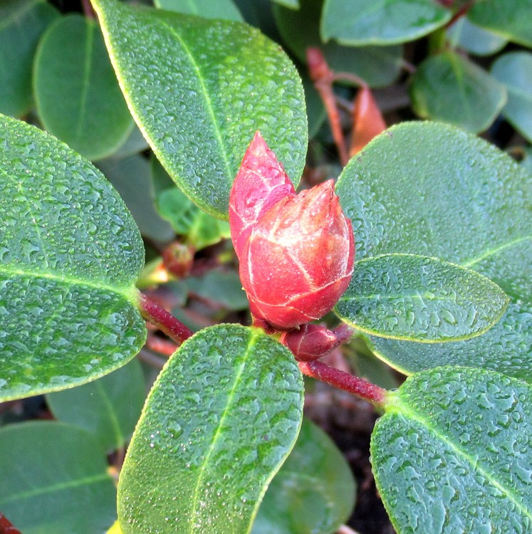 MAGNOLIA' BUD
