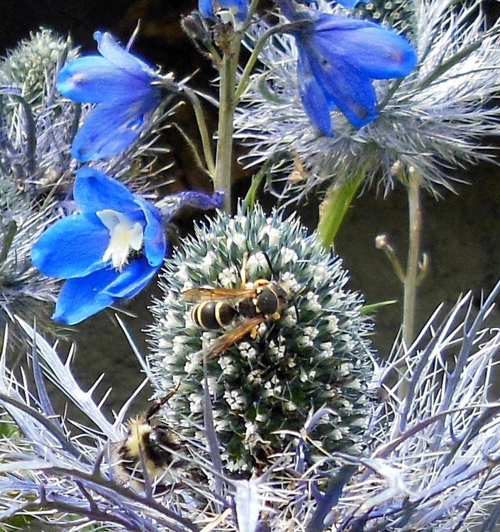 THISTLE AND DELFINIUM WITH VISITORS